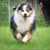 Basco sucht ein Zuhause