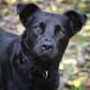 Roxy sucht ein Zuhause