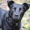 Roxy sucht ein Zuhause