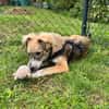 💙 Lieber Junghund Diesel sucht dich! 🐾