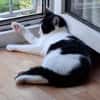 Charlie sucht ein schönes Zuhause