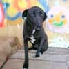 Sensibler ruhiger BLACKY sucht ♥