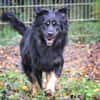 Milow sucht ein Zuhause