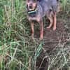 Herzenshund Dana