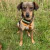 Herzenshund Dana