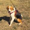Toller Familienhund sucht ein Zuhause
