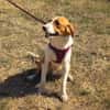 Toller Familienhund sucht ein Zuhause