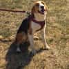 Toller Familienhund sucht ein Zuhause