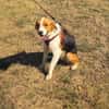 Toller Familienhund sucht ein Zuhause