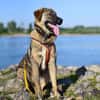 Die liebe 💕Raija 💕sucht ihre Menschen
