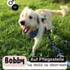 Lieber BOBBY sucht sein Körbchen