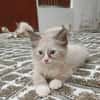 AMOURETTE, chaton créole femelle