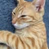 PHEBUS, chaton mâle type européen