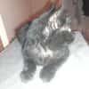 Malcom chaton angora