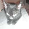 Malcom chaton angora