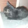 Malcom chaton angora