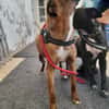 Dolly chienne Réunion