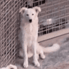 DAVID simil boarder collie