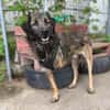 Amal sucht sein Zuhause