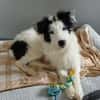 Unsere liebe Flora sucht ihr Zuhause