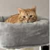 Tasio - wunderhübscher, lieber Kater