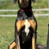 Samira 1,5 Jahre Bracken Mix