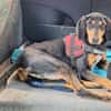 Samira 1,5 Jahre Bracken Mix