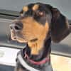 Samira 1,5 Jahre Bracken Mix