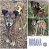 ROSANA -kleiner Freigeist-