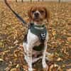 Viento - Zuhause gesucht