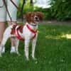 Viento - Zuhause gesucht