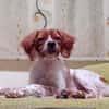 Viento - Zuhause gesucht