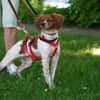 Viento - Zuhause gesucht