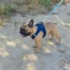 Französische Bulldogge Rich