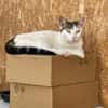 Sunny  sucht Zuhause mit Freigang