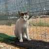 Sunny  sucht Zuhause mit Freigang
