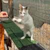 Sunny  sucht Zuhause mit Freigang