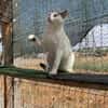 Sunny  sucht Zuhause mit Freigang