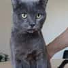 Huerto (FIV+) - ein toller Charakter