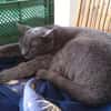 Huerto (FIV+) - ein toller Charakter