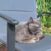 Huerto (FIV+) - ein toller Charakter