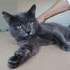 Huerto (FIV+) - ein toller Charakter