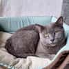 Huerto (FIV+) - ein toller Charakter