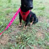 Dackelmix Martha
