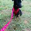 Dackelmix Martha