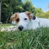 Verspielte Tonya sucht Zuhause