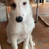 Verspielte Tonya sucht Zuhause