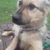 🐾❤ RUDI auf PS  in 04349 LEIPZIG