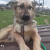 🐾❤ RUDI auf PS  in 04349 LEIPZIG