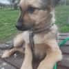 🐾❤ RUDI auf PS  in 04349 LEIPZIG